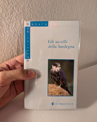 gli uccelli della Sardegna, il maestrale