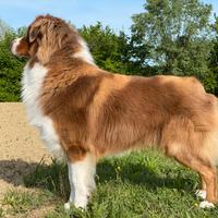 Pastore australiano monta