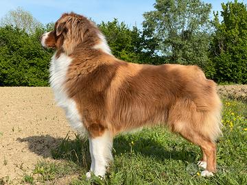 Pastore australiano monta