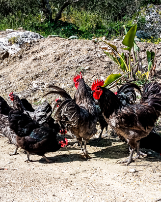 Galline AUSTRALORP