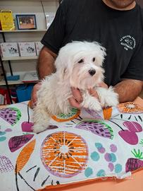 Cuccioli di maltese