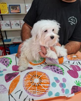 Cuccioli di maltese