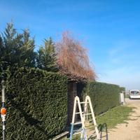 Servizi di Giardinaggio