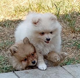 Cuccioli spitz tedesco 3 mesi
