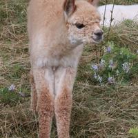 Alpaca e lama e cria