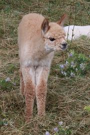 Alpaca e lama e cria