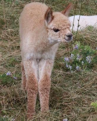 Alpaca e lama e cria