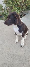 Springer spaniel inglese