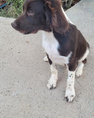 Springer spaniel inglese