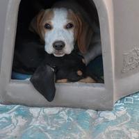 Tobi simil segugio di 6 mesi