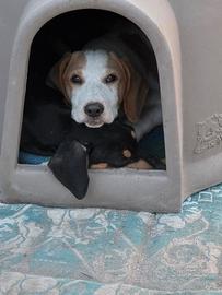 Tobi simil segugio di 6 mesi