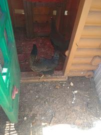 Galline francesine ovaiole