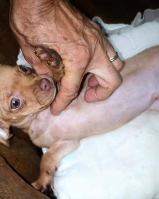 Pinscher mini Toy da borsetta rosso cervo
