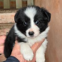 Cuccioli di border collie