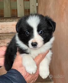Cuccioli di border collie