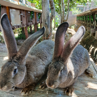Cuccioli di gigante grigio, è gig. Grigia con cucc
