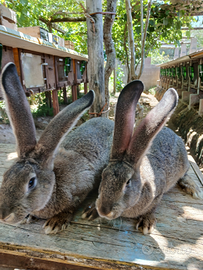Cuccioli di gigante grigio, è gig. Grigia con cucc