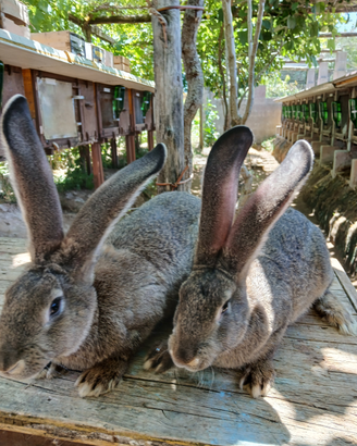 Cuccioli di gigante grigio, è gig. Grigia con cucc