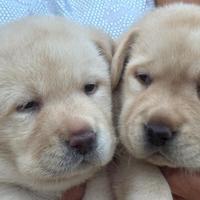 Cuccioli Labrador
