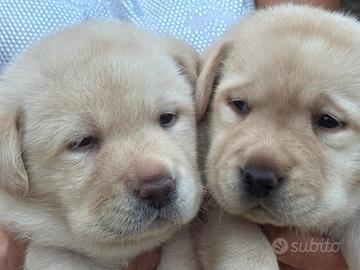 Cuccioli Labrador