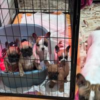 Disponibili cuccioli di bulldog francese