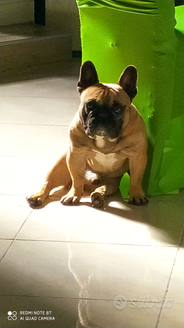 Bulldog francese maschio da monta
 in vendita a Lonato del Garda