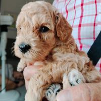 Cuccioli di BARBONE NANO