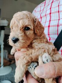 Cuccioli di BARBONE NANO
