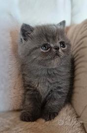 Animali
