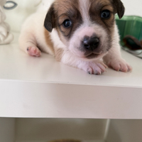 Jack russell