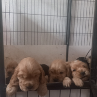 Cuccioli Cocker da Allevamento Riconosciuto