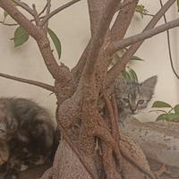 Gattini di circa due mesi