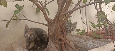 Gattini di circa due mesi