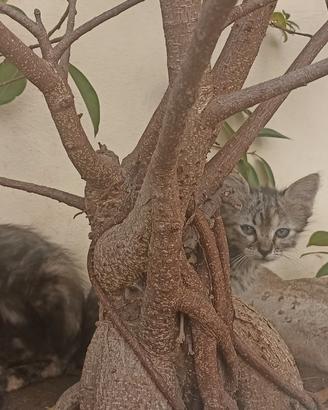 Gattini di circa due mesi