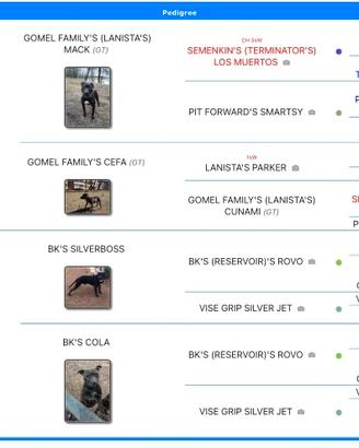 Pit bull adba