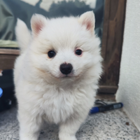 Cucciolo di volpino italiano