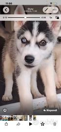 Alaska siberiano