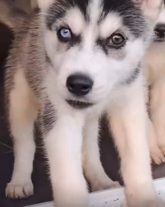 Alaska siberiano