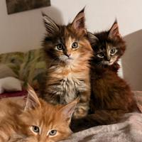 Gattina Maine Coon