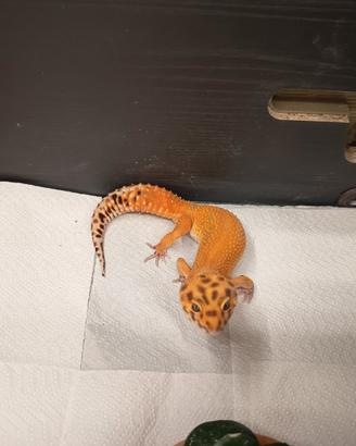 Geco leopardino con teca e scaffale