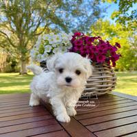 Cuccioli maltese