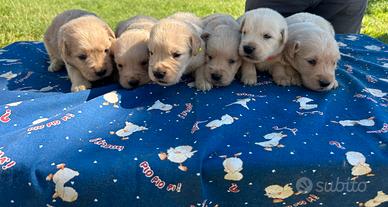 Golden retriver americani di casaluys