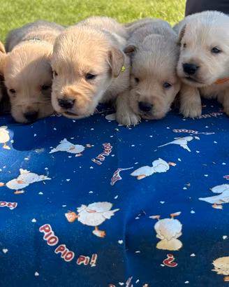 Golden retriver americani di casaluys