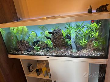 Acquario 170 litri