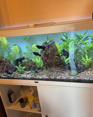 Acquario 170 litri