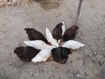 Galline wyandotte oro orlo nero