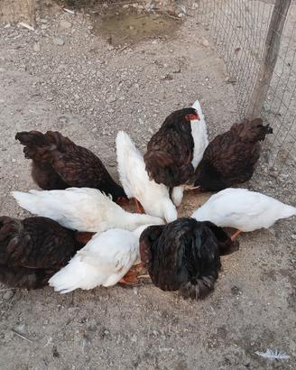 Galline wyandotte oro orlo nero
