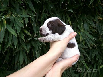 Cuccioli di Spinone Italiano