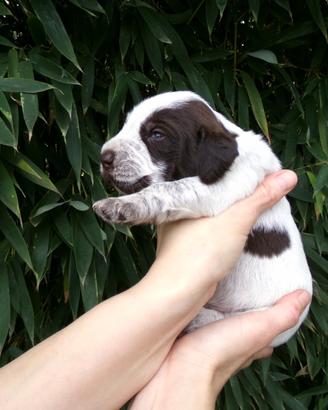 Cuccioli di Spinone Italiano