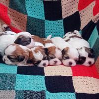 Cuccioli di shitzu